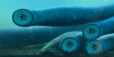 funnel fish species