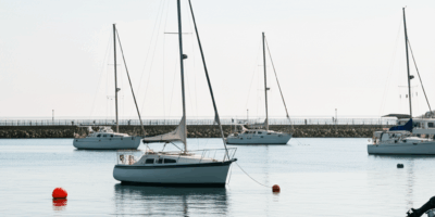 Marina Cat Adopted Us