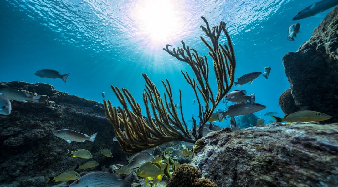 Breathtaking Marine Ecosystems Worth Exploring by Boat