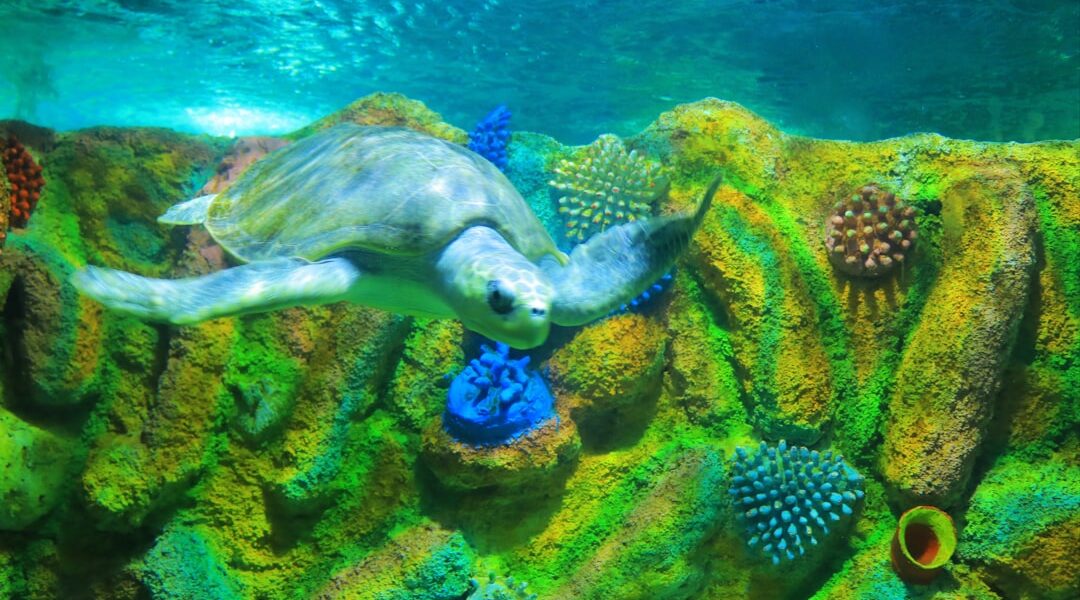 Why Marine Conservation Matters: Protecting Our Oceans for Future Generations